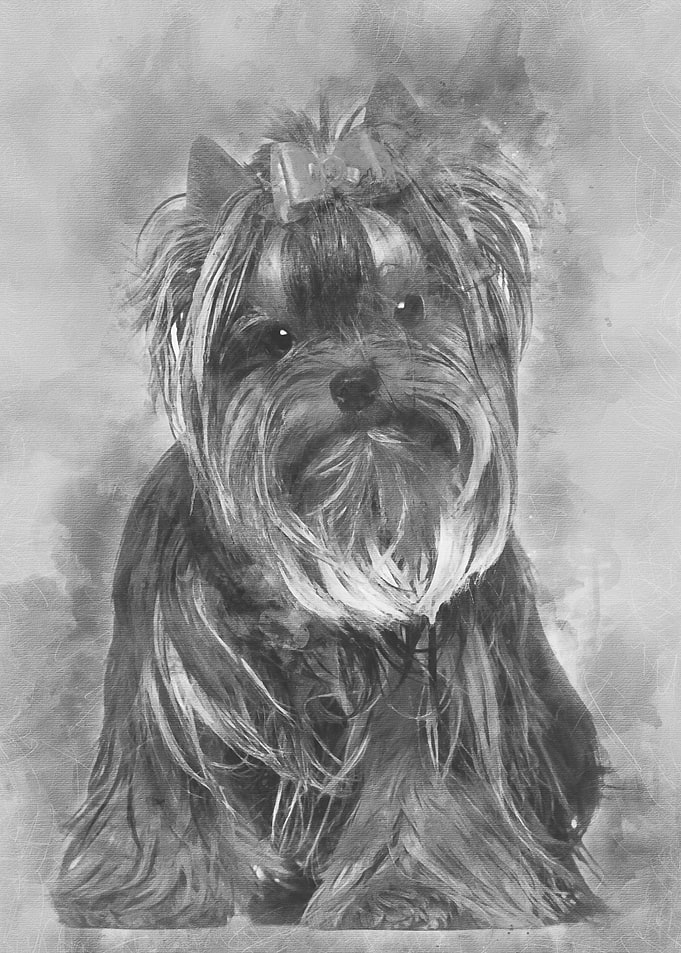 Yorkshire Terrier 8 months