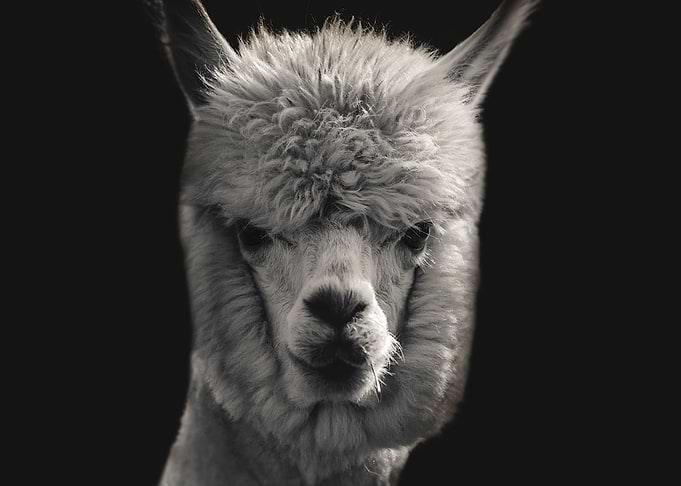 Portrait of a LLama
