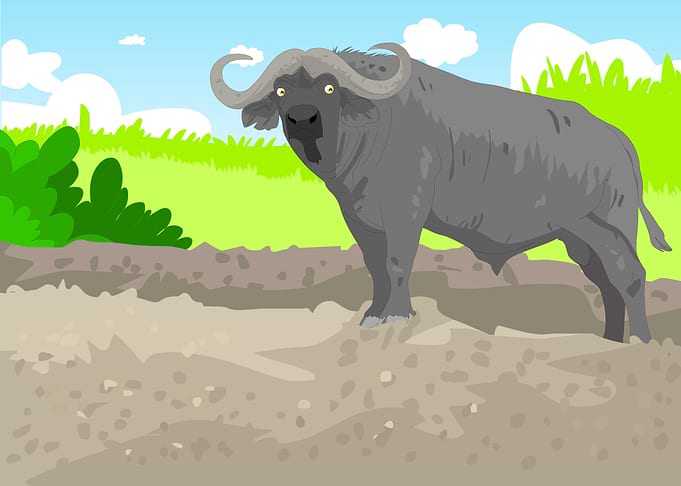 The African Bull