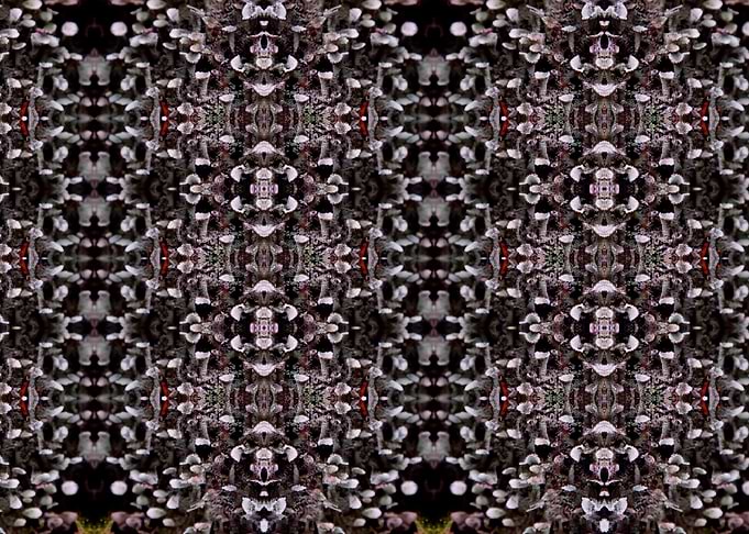 fractal moss