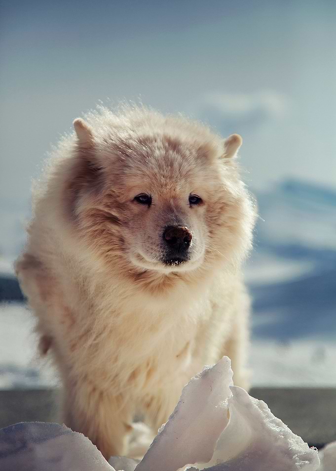 White Fluffy Dog