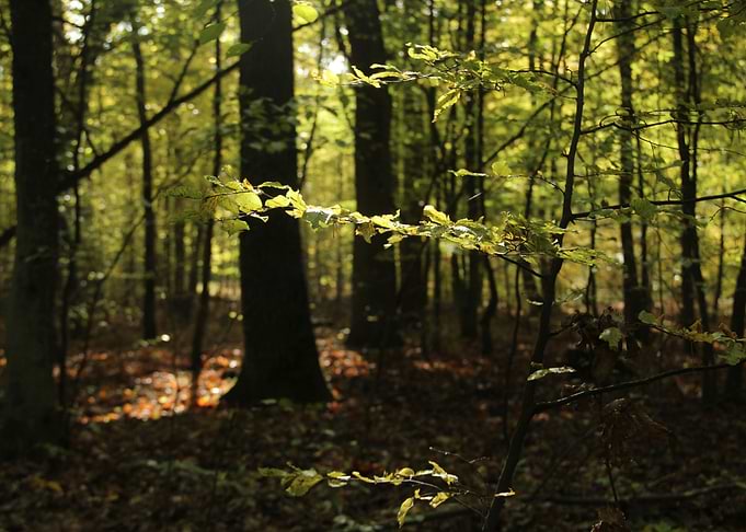 wild forest