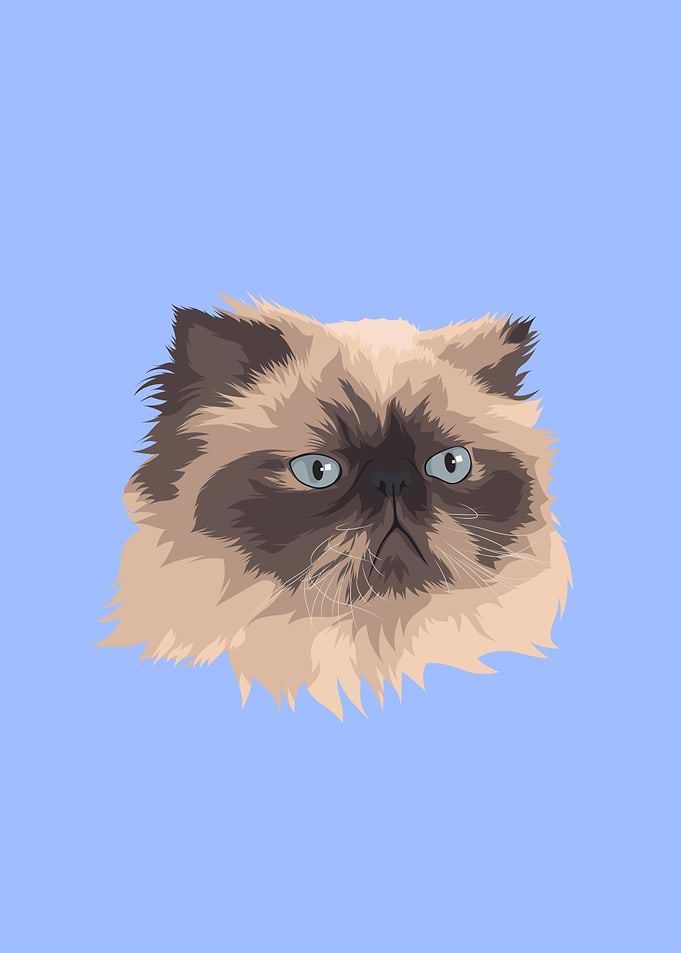 Pet Angora Cat