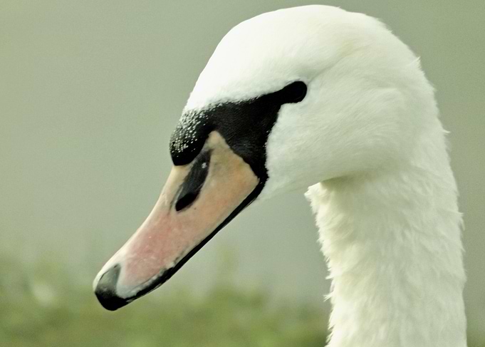 Mute Swan