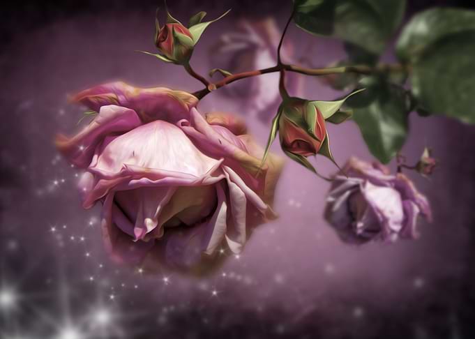 Dusky Pink