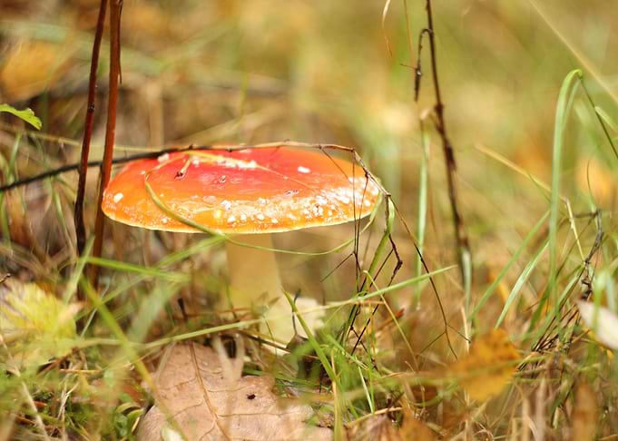 Red toadstool