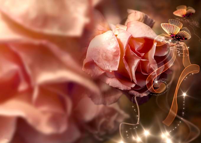 Rose and Butterfly