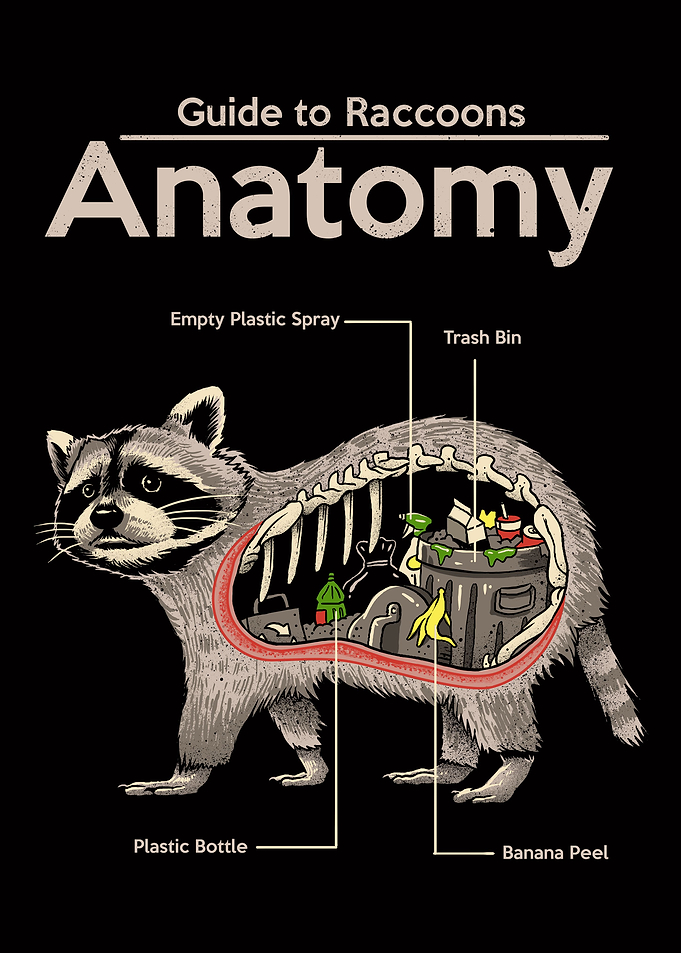 Anatomy of a Raccoon