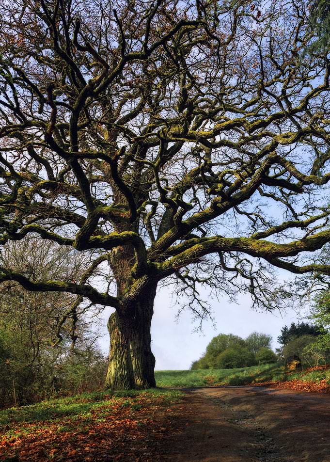 Oak tree