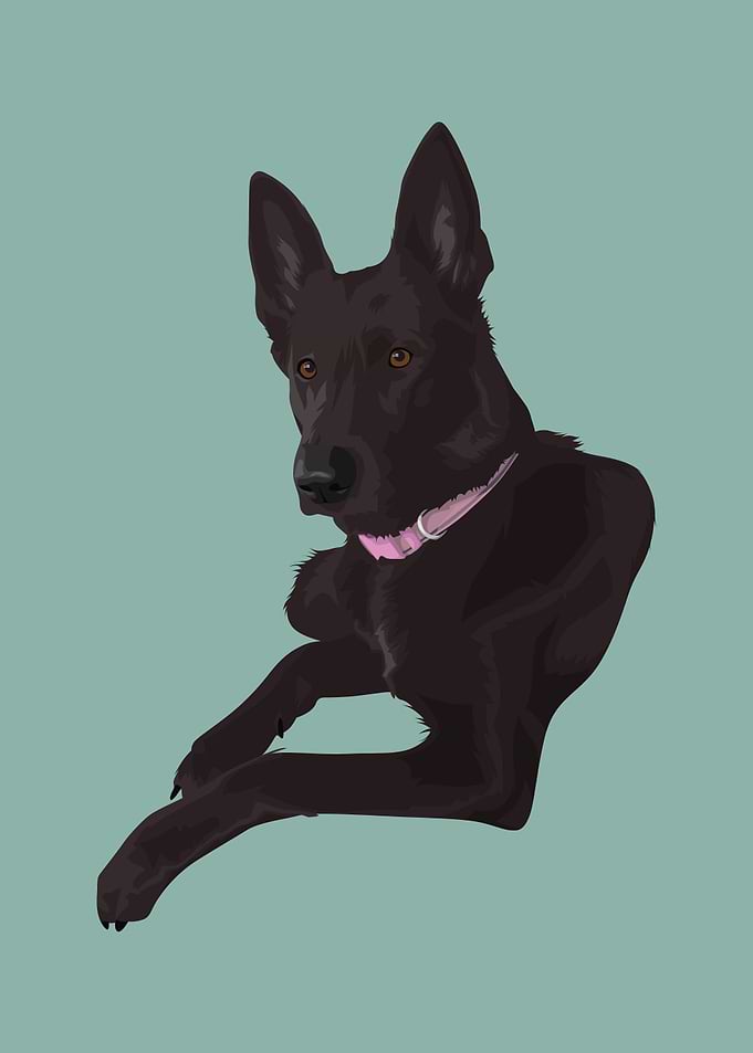 Pet Black Dog