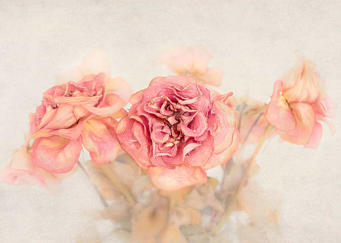 Pink Flowers