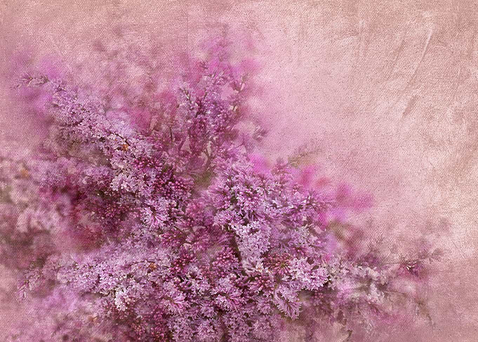 Soft Pink