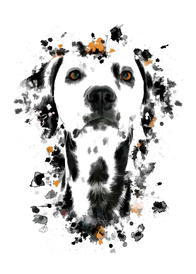 Dalmatian Dog