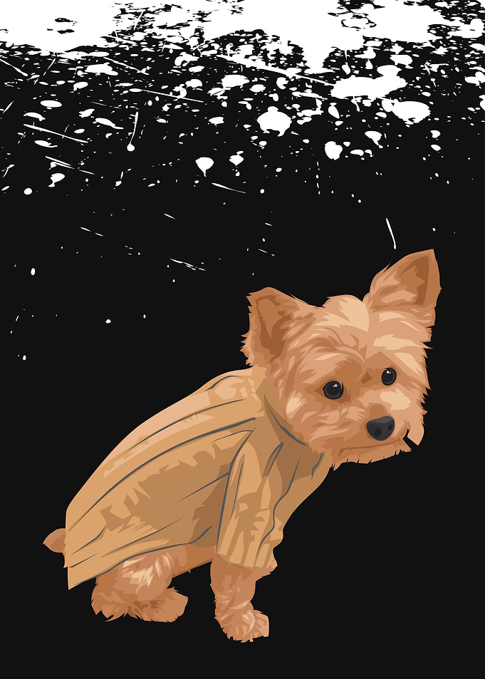 Pet Shih Tzui Dog