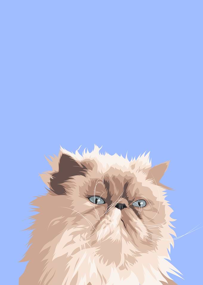 Pet Angora Cat Cartoonize