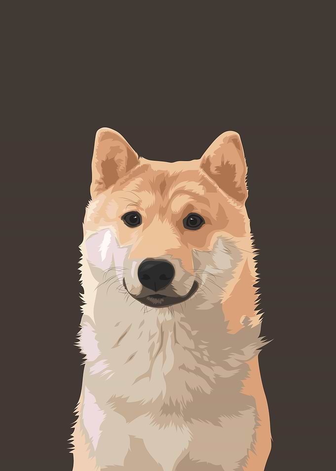 Pet Dog Shiba Inu