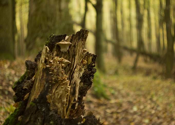 old tree