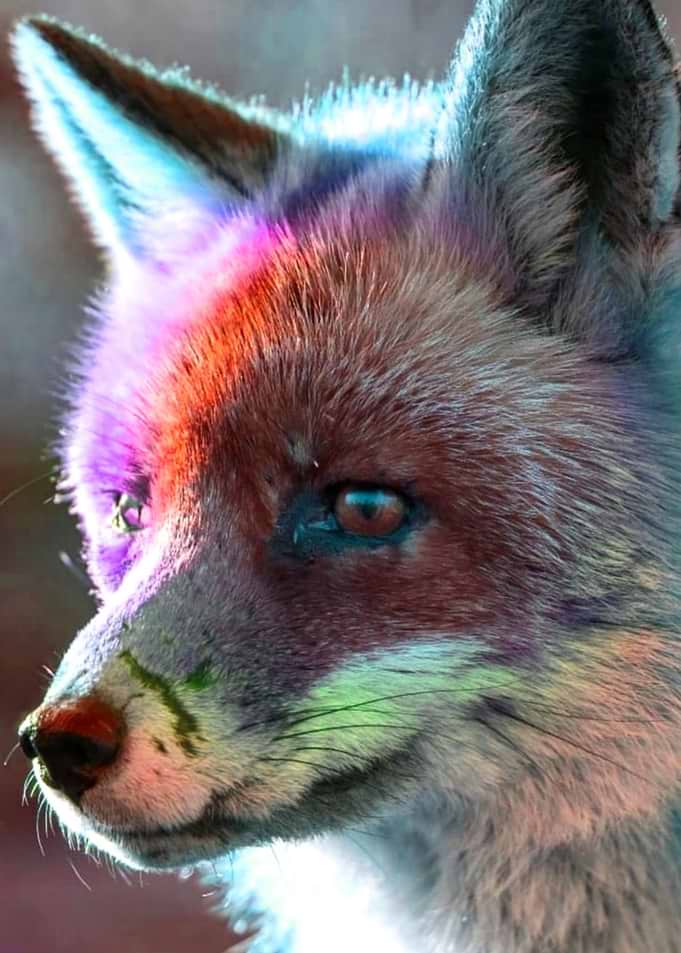 Colorful Fox