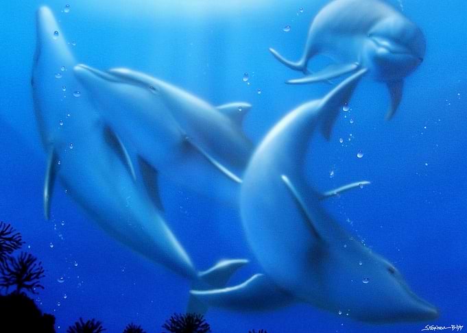 Dolphins at play