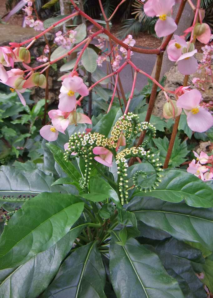 Octoplant