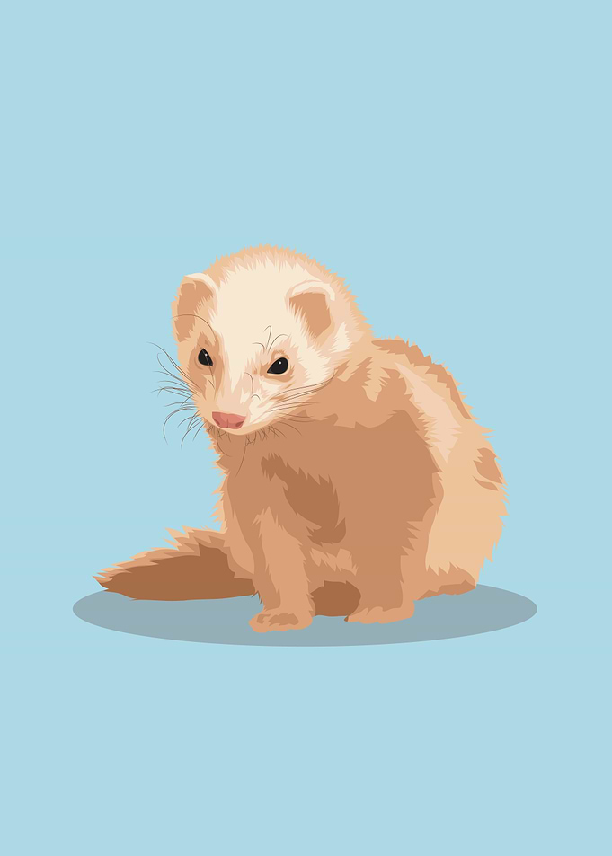 Pet Ferret Cute Animal