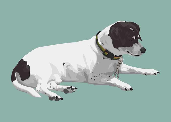 Pet Dog Illustration White