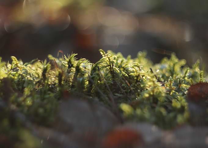 wild moss