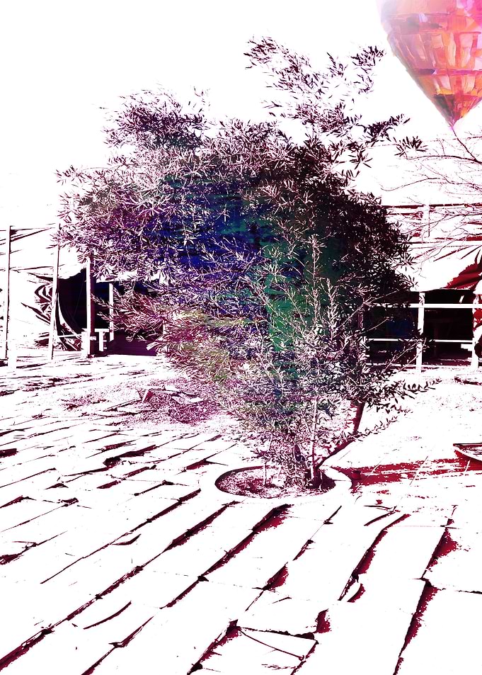 Origin Tree
