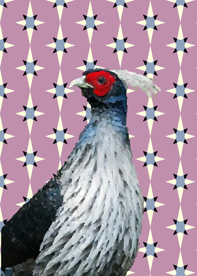 Kalij pheasant