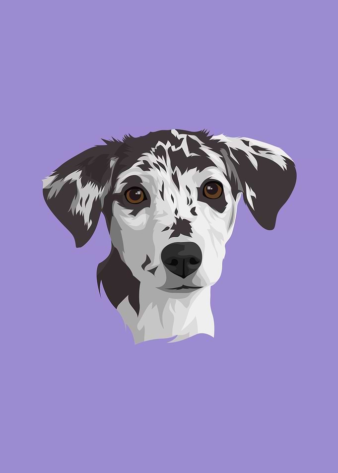 Pet Dalmatian Dog