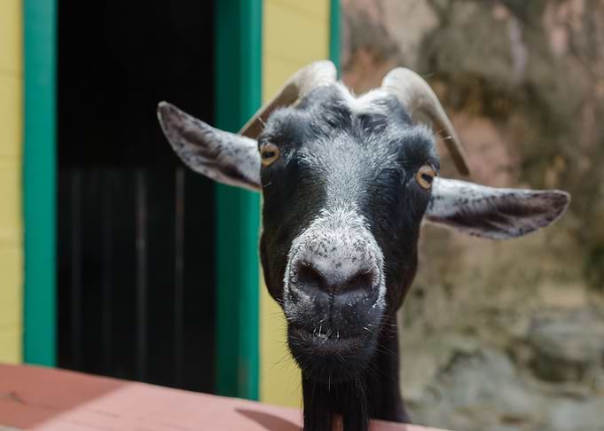 Goat Stare Down