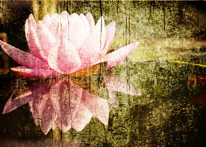 Grunge Lotus