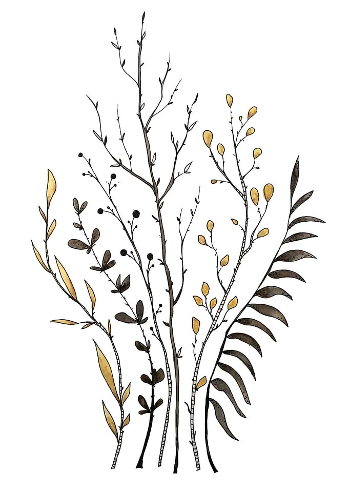 Botanical Illustration