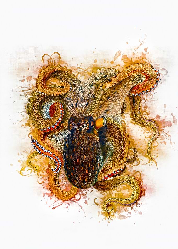 Octopus Art