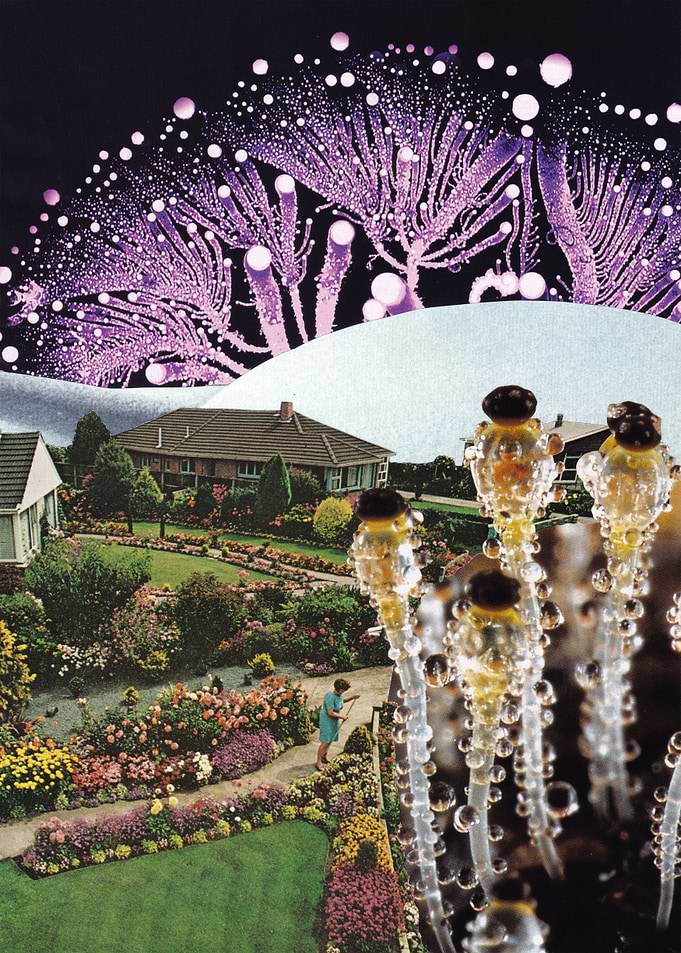 Fungi [collage]
