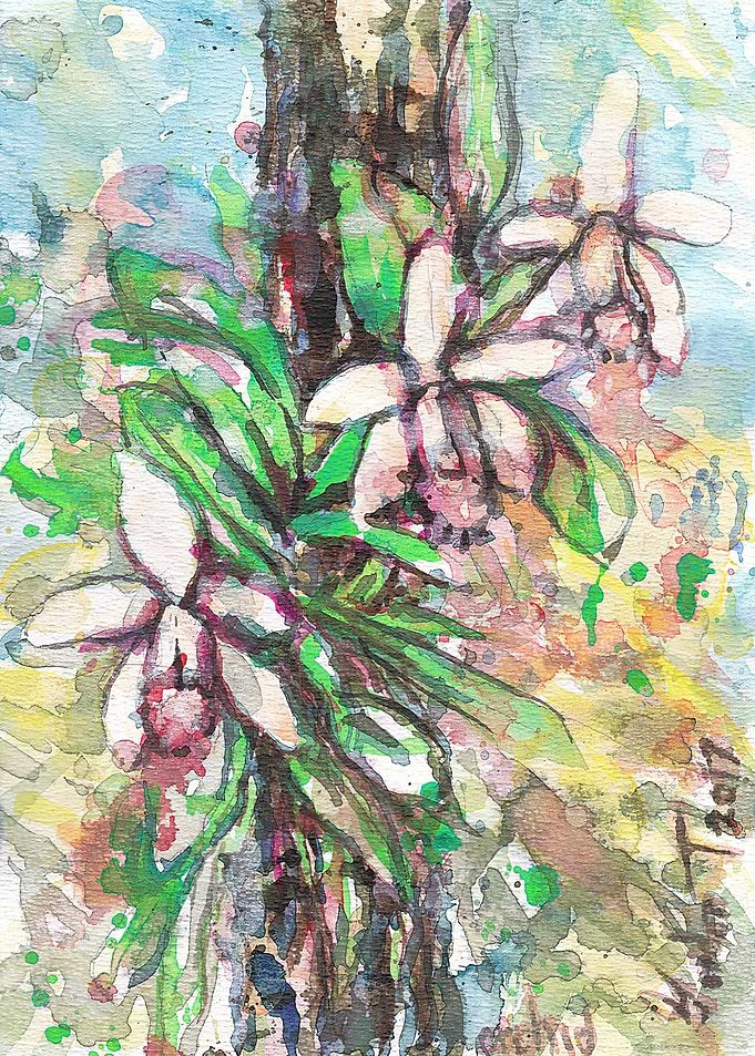 Orchid