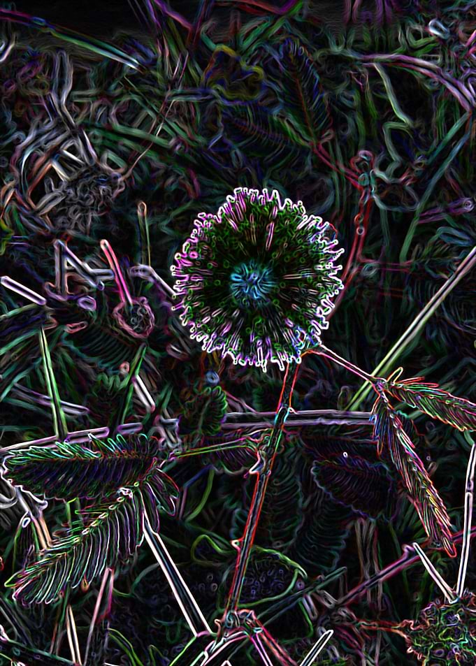 WILD FLOWER 22 FEB19