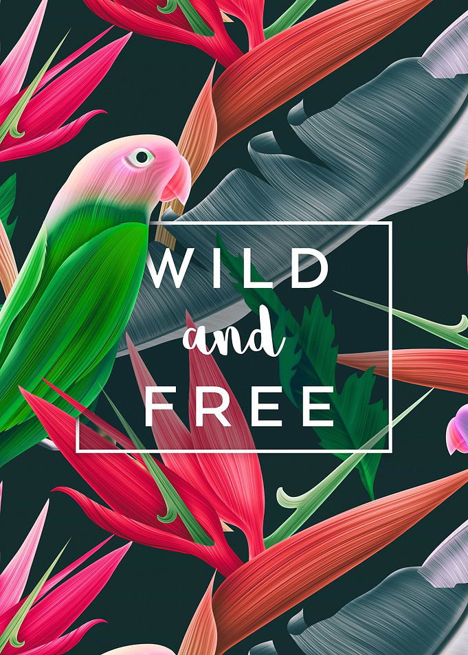 Wild and Free Parrot Palm
