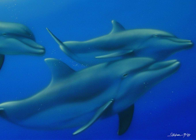 dolphin Flow