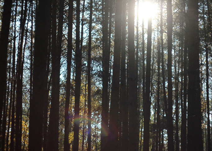 sun between the trees