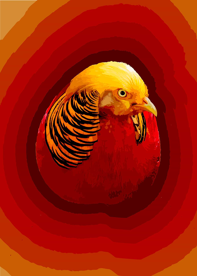 Golden pheasant