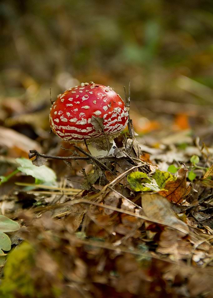 red toadstool