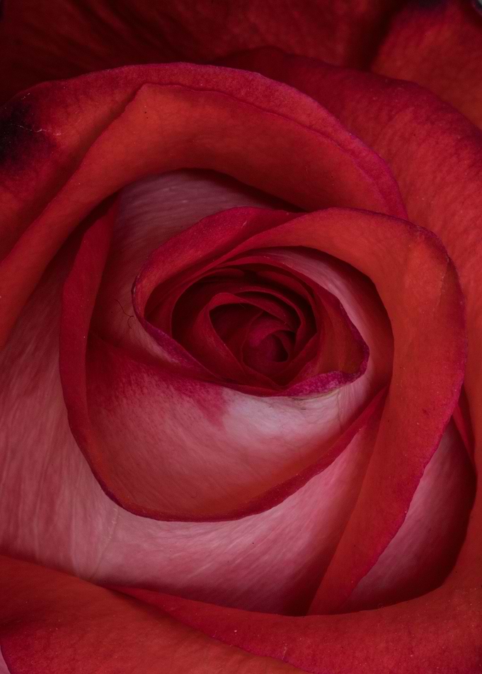 Red Rose