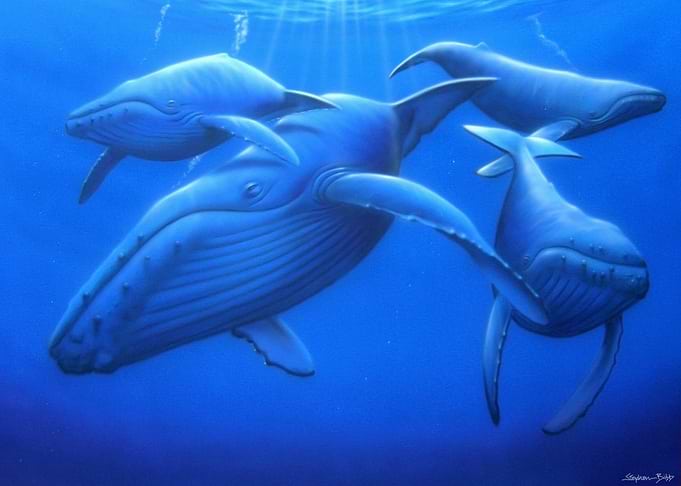 Gentle Humpbacks