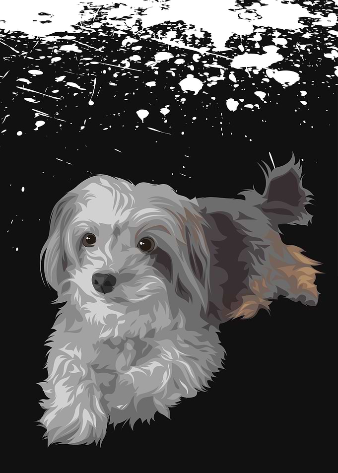 Pet Dog Maltese