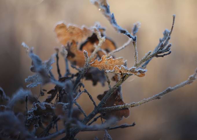 winter breath