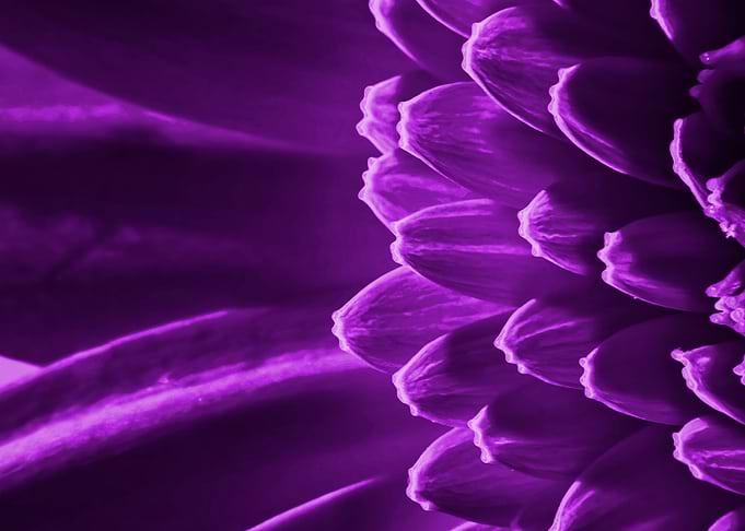 Purple Patterns