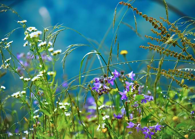 Spring Flowers