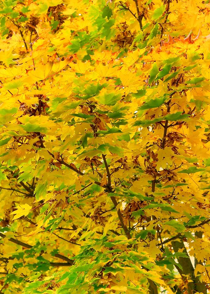 Autumn Tree