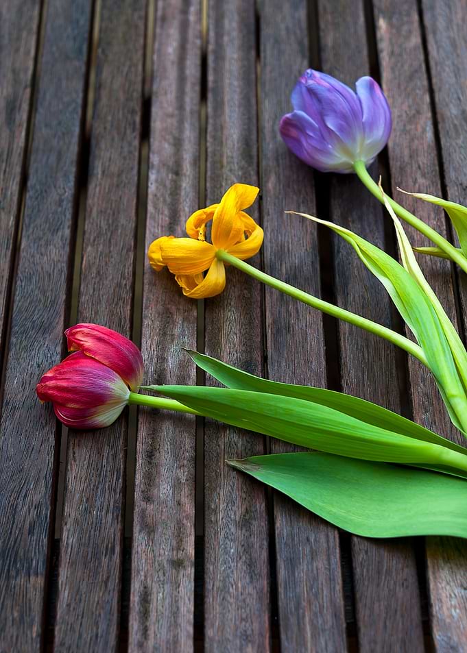 Tulips